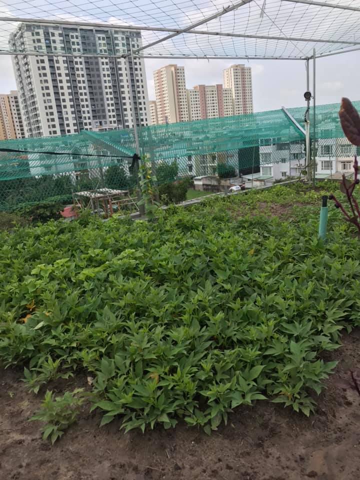 Chong-tham-mai-san-thuong